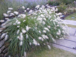 �l�R����炵