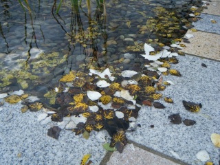 ���ɕ����ԗt����