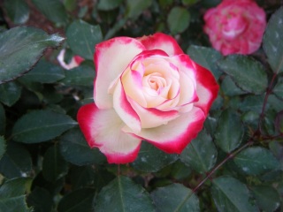 �ӂ����Ԃ̃o��