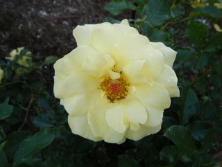 �󉩐F�̃o��