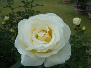 �a������̃o���P