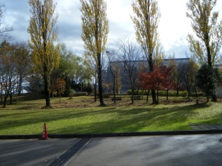 �g�t�i�񂾁B�ςȌ`�����̃C�`���E�̊�