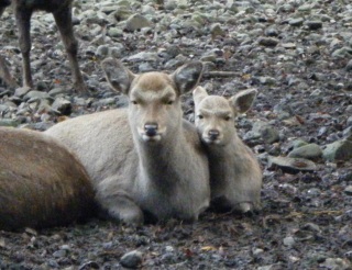 ����ŏ���I