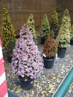 ������Q