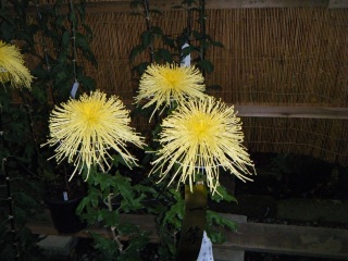 �V�C���񂪂������ˁB