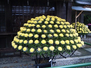 �I�u���r�I��