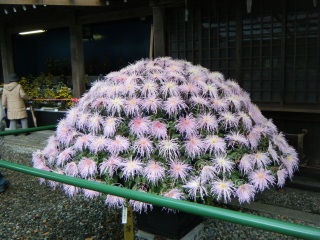 �������Ă����r�f�I�J�[�h�̒����̃L�����Z���̃��[��������