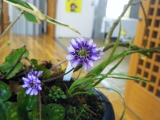 �H�ׂɂ�����