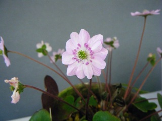 �A�x�͂��������O�ɏo��