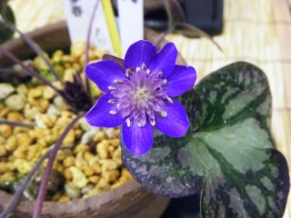 �N�x�����킽�B