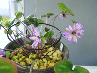 �����̖�