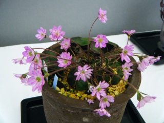 �����̖�