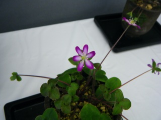 �����̃j���[�X�Ɩ�