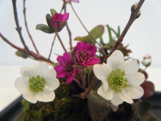 �����̖�