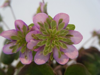 �����̖��Ə؂�