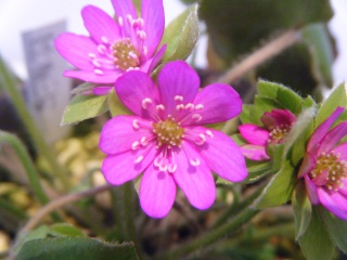 �ĖڗF�l���Ɨ��E�ƉĖڂƔL�Ɖ����V��ƌ܂̖�