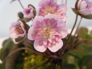 �����̖��ƂƂ���\��