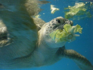 �v���Ԃ�ɃV���A�X��