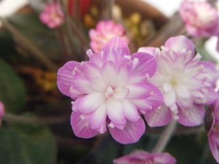 �����̖�