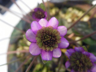 �����̖��@���̑��ݏؖ�