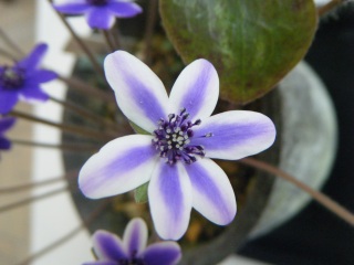 �����̖��@�����ĉғ�