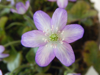 �����̖��@������