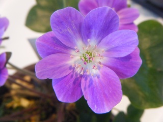 �����̖�