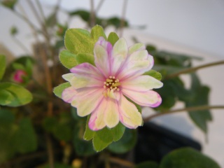 �����̖�