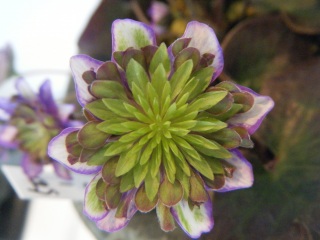 �M���z���̉\��