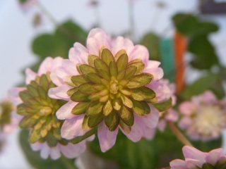 ���͂��a���@�s�y���a