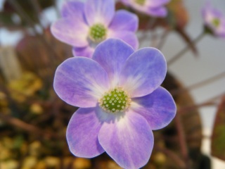 �[�w�ƕ\�w�@���ƗL�@���ƌ����s�ׁ@�Ӗ��@���݂̏���