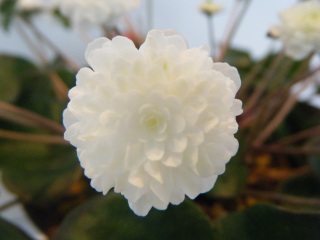 �����͑����Q��Q��B