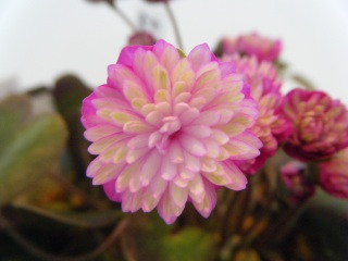 ������߂Ȃ��E�E�E�@���ƃj���[�X����