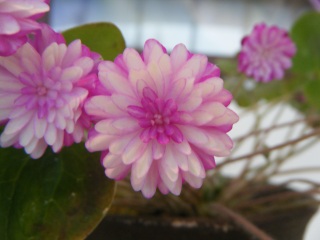 �s�v�c�Ȃ���