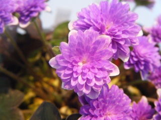 �j���[�X�@�t���@���E�̓T�b�p��