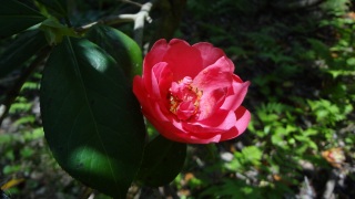 HMS�i�q���[�}���E�}�C���h�E�V�X�e���j�΂���l�@