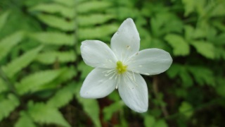 ���́i�R�j���̌���̓I�m����