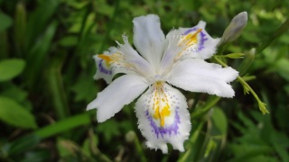 �����̖��@�Ƃ�������̖��H