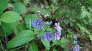 ���ꂽ����Ȃ��Ĝ߂���鐫��