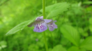 ���͂⒋�Q����Ȃ����Q