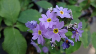 ����ׂ���