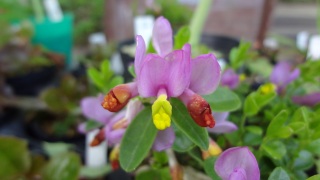 �Ƃ肠�����m���}