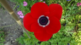 �v���Ԃ�ɖ���