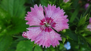 �H�̗��E�i�P�T��ځj