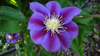 �����̖�