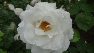 �����̖�