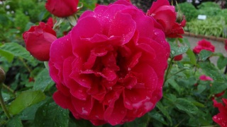 �����̖��@���𖲂ƋU��̖ڊo�߁@�����Ċj�~�T�C��