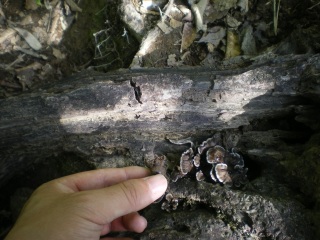 �}�C�^�P�ƃ��X�N���K�^